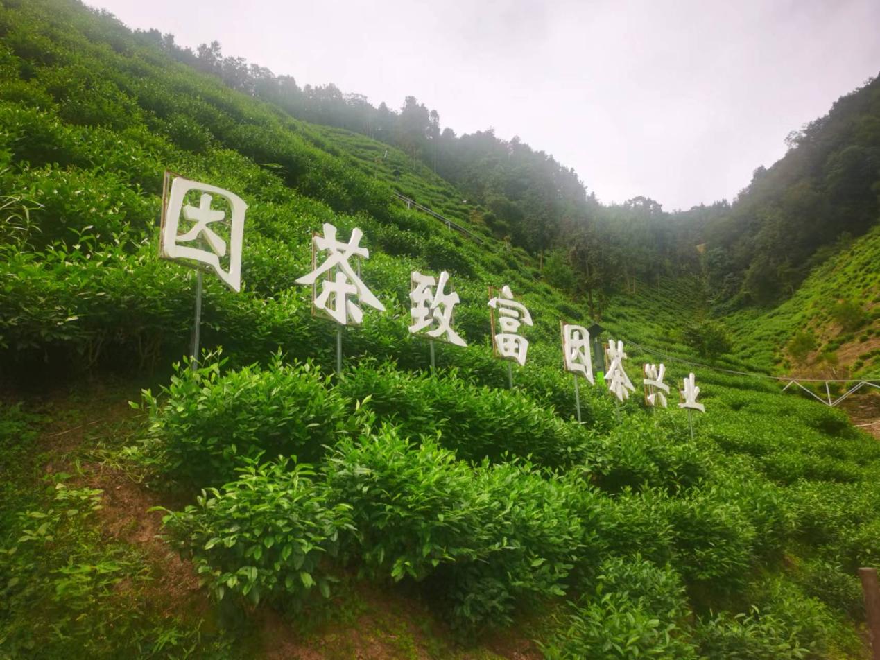 陜西安康紫陽(yáng)縣煥古鎮(zhèn)蠟竹村茶園。人民網(wǎng)記者 李棟攝