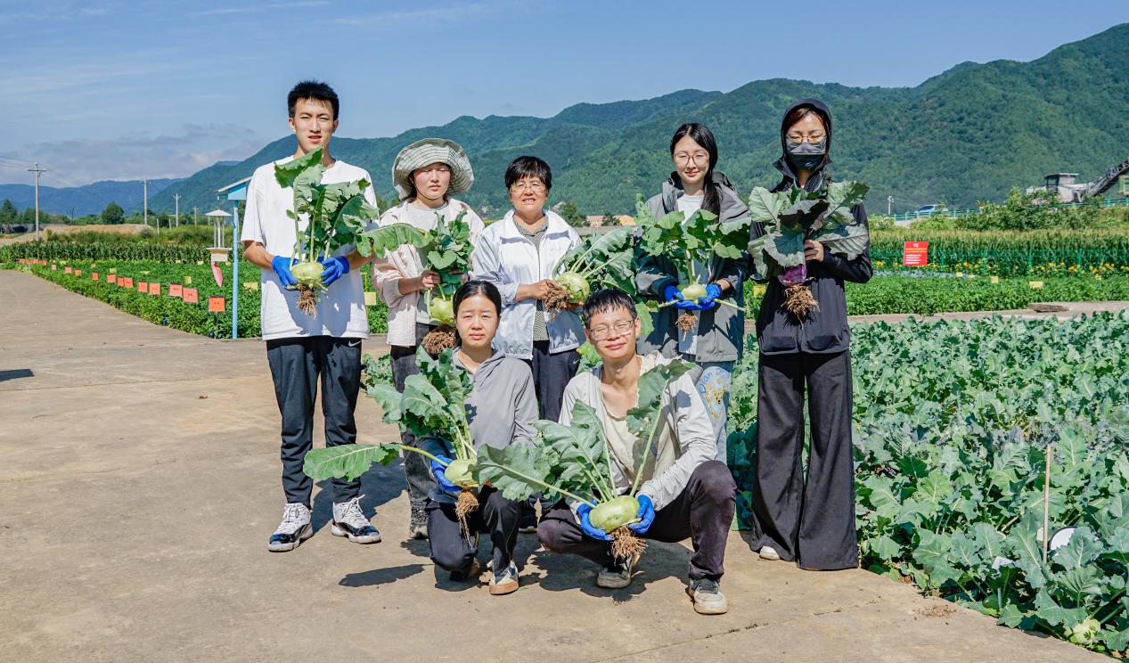 6-圖六：實踐團苤藍曬團田間圖