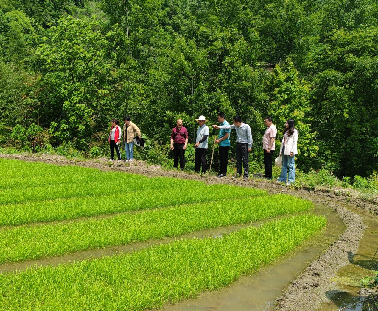 2024.5.7紫荊鎮(zhèn)沙壩村稻漁共養(yǎng)技術指導