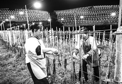 在貴州省安順市鎮(zhèn)寧布依族苗族自治縣良田鎮(zhèn)壩草村火龍果種植基地，工作人員捆綁固定火龍果植株，為火龍果補光增產(chǎn)。新華社記者 陶亮攝