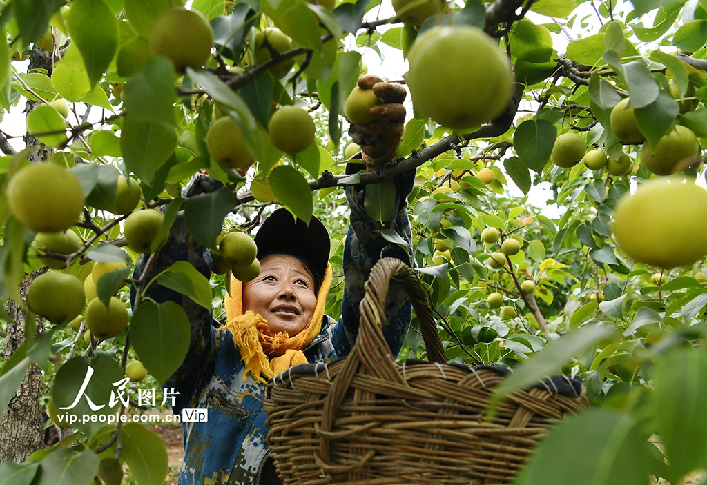 遼寧朝陽(yáng)：梨園豐收采摘忙