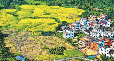  江西省贛州市安遠縣三百山鎮(zhèn)咀下村，金色稻谷與民居相互映襯，一幅和美鄉(xiāng)村豐收畫卷映入眼簾。 朱海鵬攝（人民視覺）