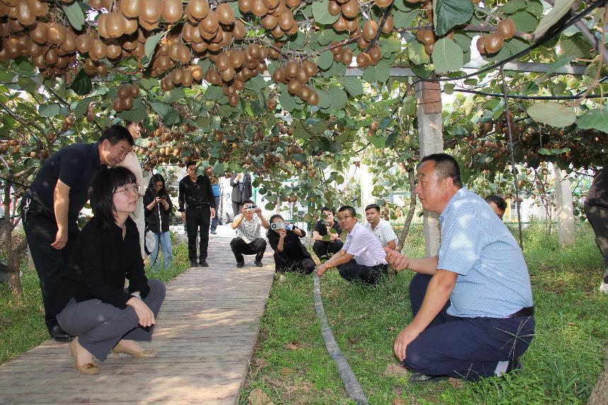 太阳集团0638新颖农业工业园看陕西丨 甜“猕”果 铺就致富途