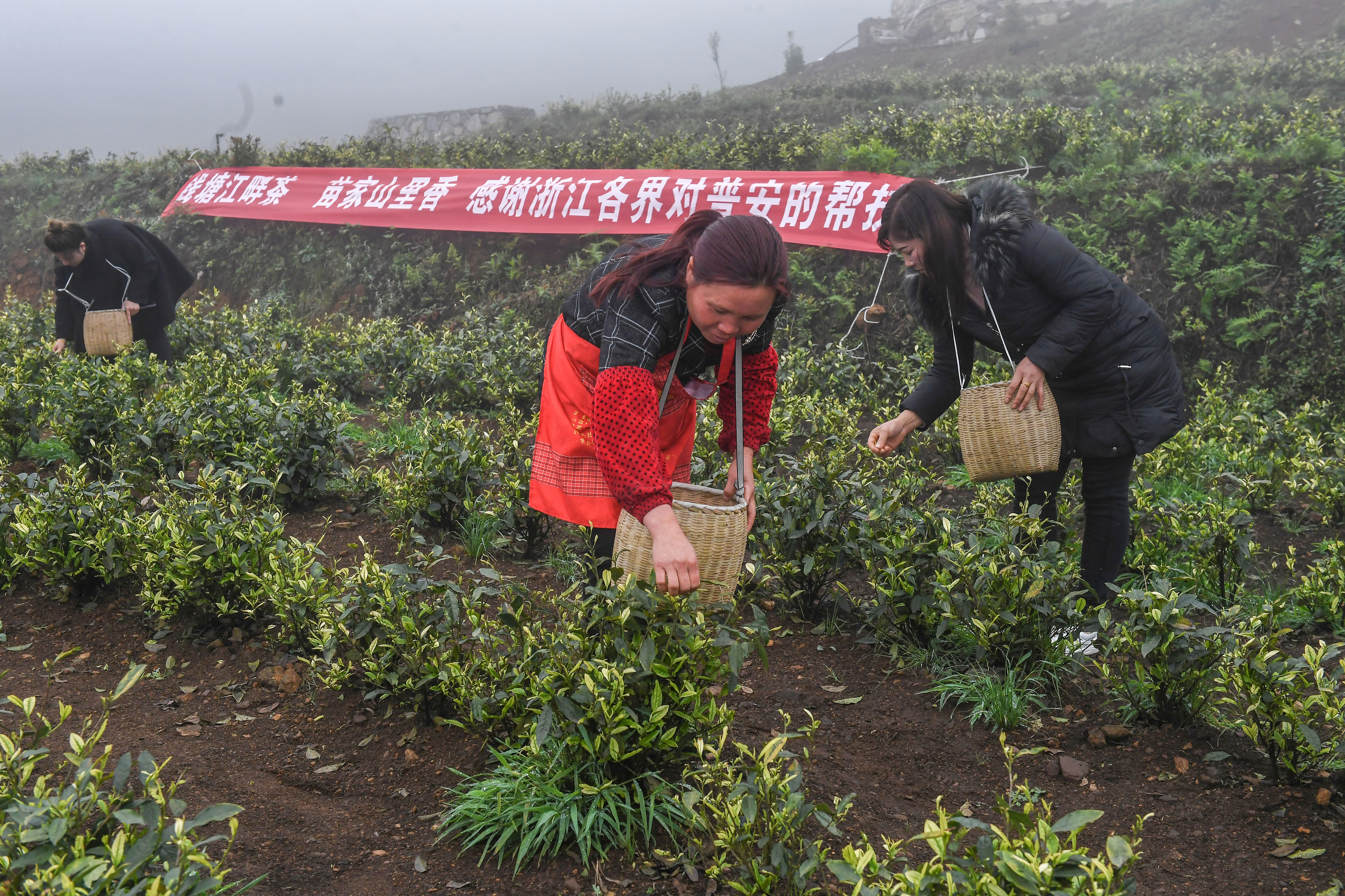 2021年4月14日，工人在貴州省黔西南州普安縣地瓜鎮(zhèn)屯上村“白葉一號”感恩茶園采茶。這片茶園由浙江省安吉縣捐贈。