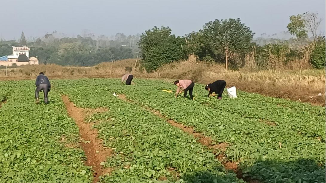 油菜移栽