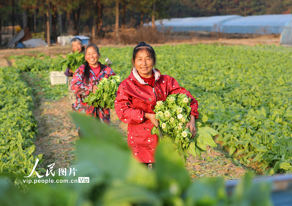 采收蔬菜保供應(yīng)