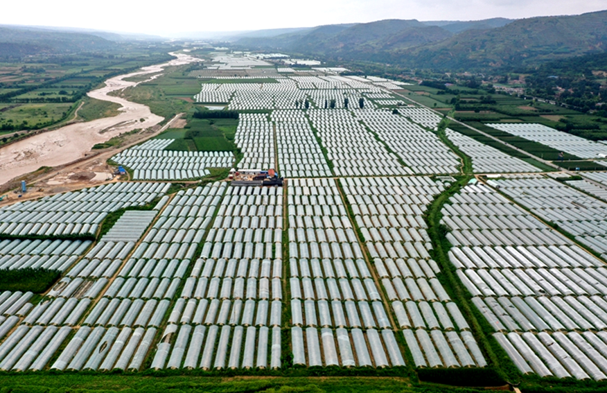 黃巖瓜農在甘肅承包的大片種植地。黃巖區(qū)委宣傳部供圖