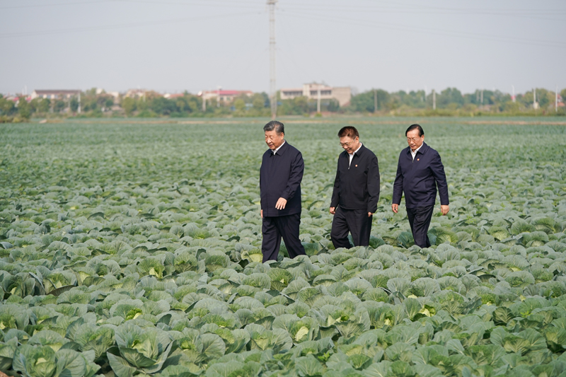 2024年11月5日，習(xí)近平總書記在湖北嘉魚潘家灣鎮(zhèn)十里蔬菜長廊考察。