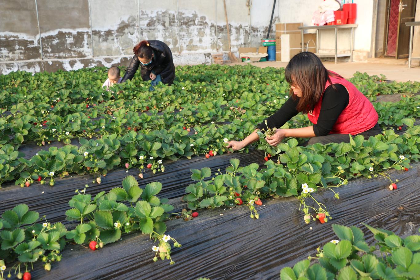 陕西神木西沙街道：冬日大棚绿意浓 果开云体育平台蔬种植促增收