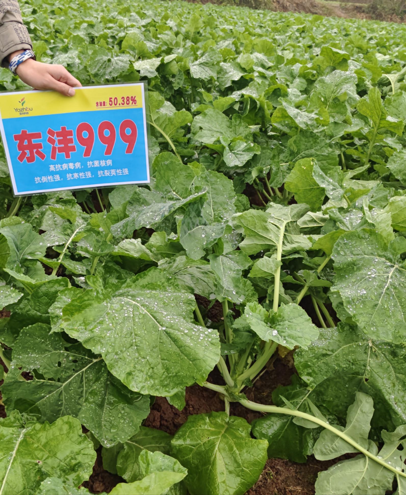 微信图片_20241230110538