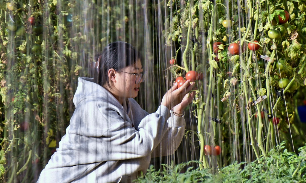 1月14日，技術(shù)人員在峰臺(tái)村一處智能溫室內(nèi)觀察番茄長勢(shì)。