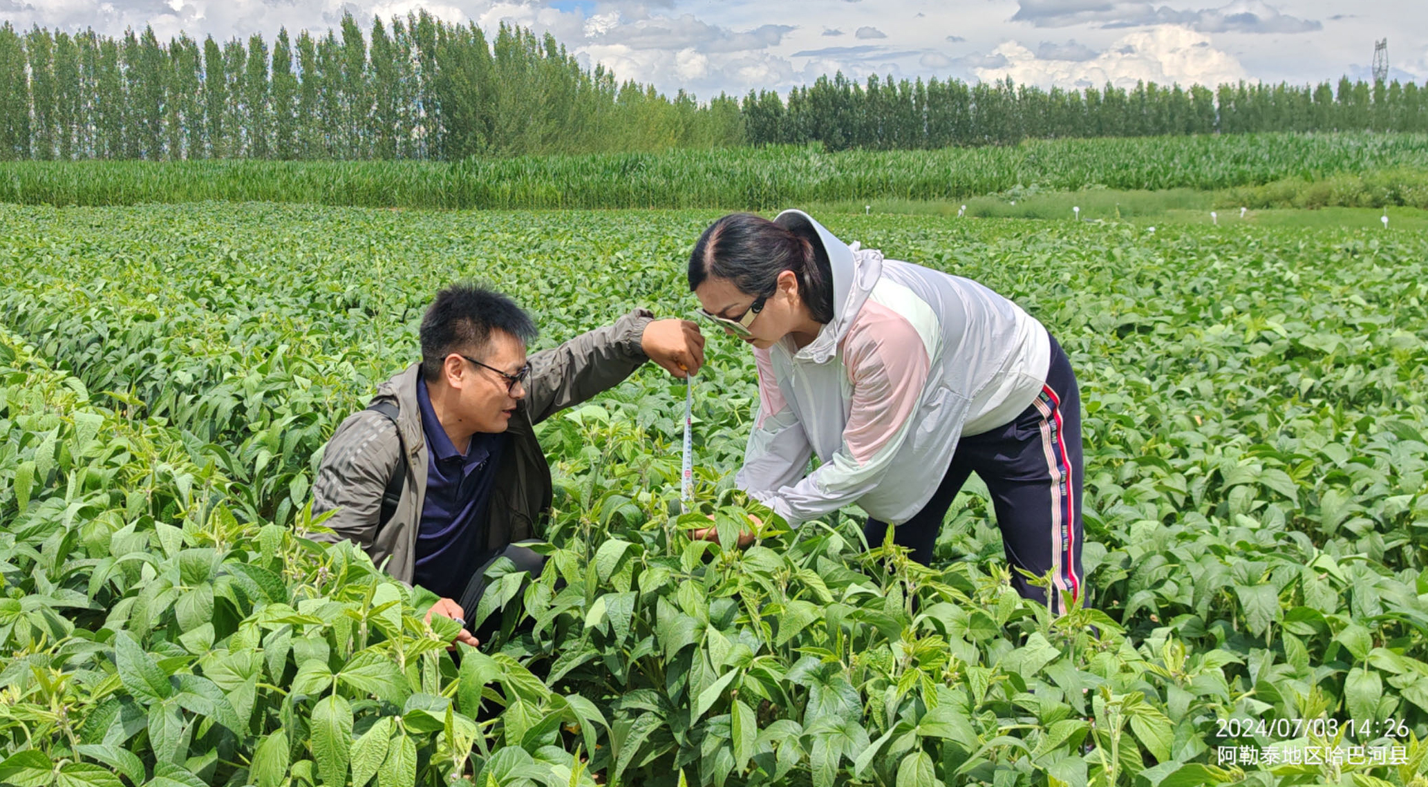 團(tuán)隊工作人員在大豆試驗田作測量