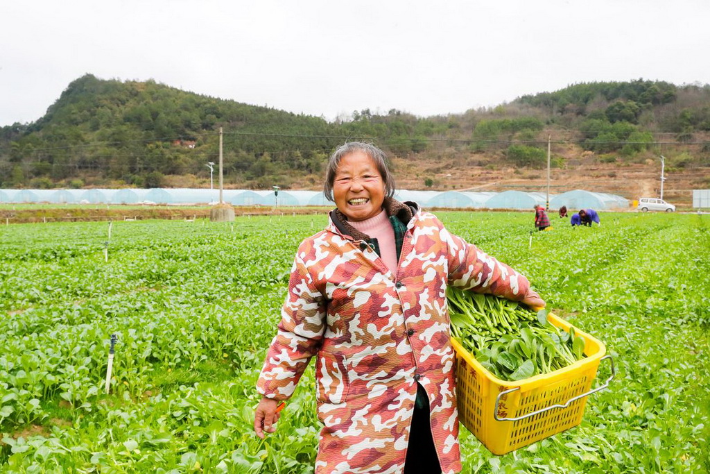 2月2日，農(nóng)民在湖南省永州市新田縣東升農(nóng)場(chǎng)采收菜心。新華社發(fā)（劉貴雄攝）