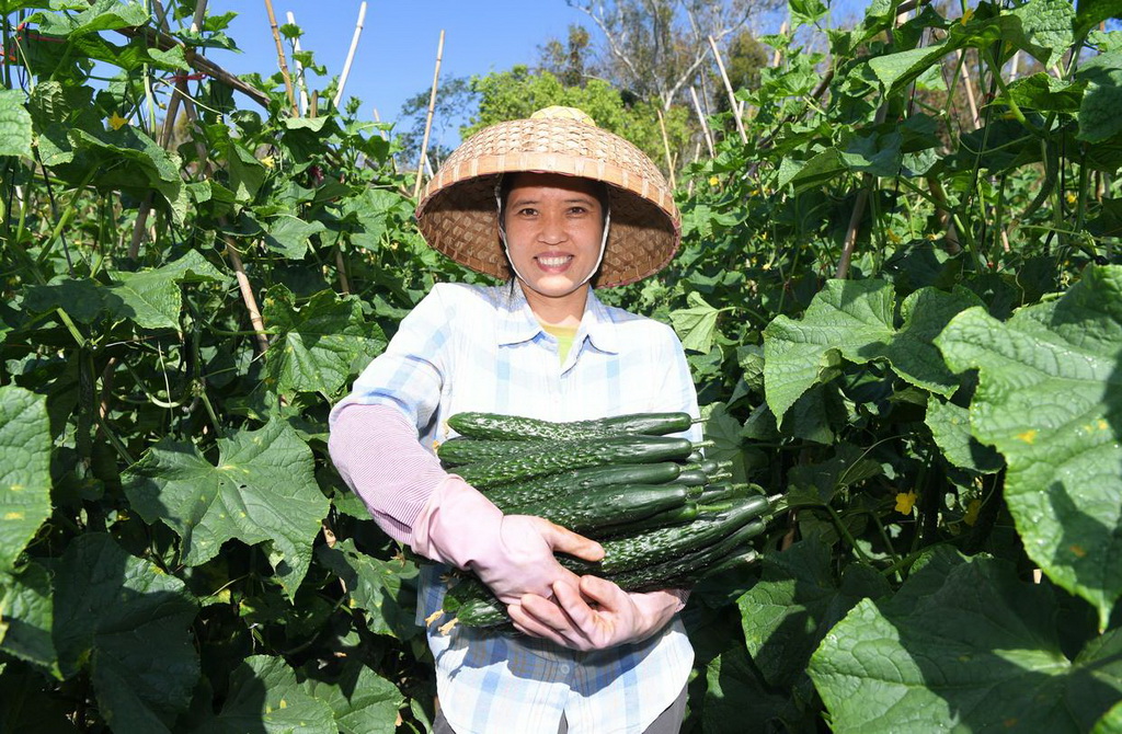 2月2日，在海南省三亞市育才生態(tài)區(qū)那受村，村民展示采摘的蔬菜。新華社記者 趙穎全 攝