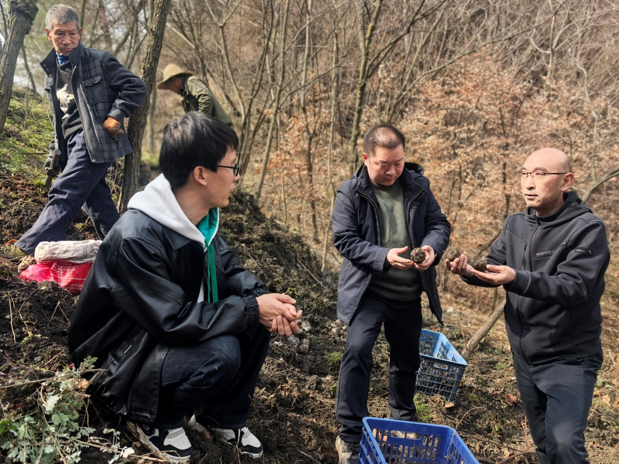 一竞技平台执科技之笔 绘春耕新卷——三抓三促行动下的魔芋产业振兴图(图1)