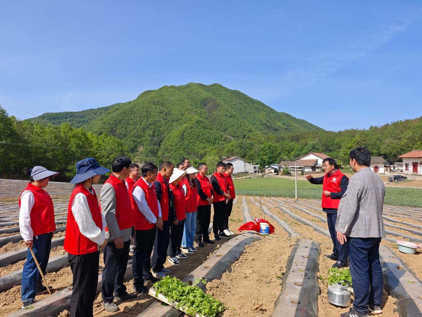 镇安：党建引领抗旱保苗忙