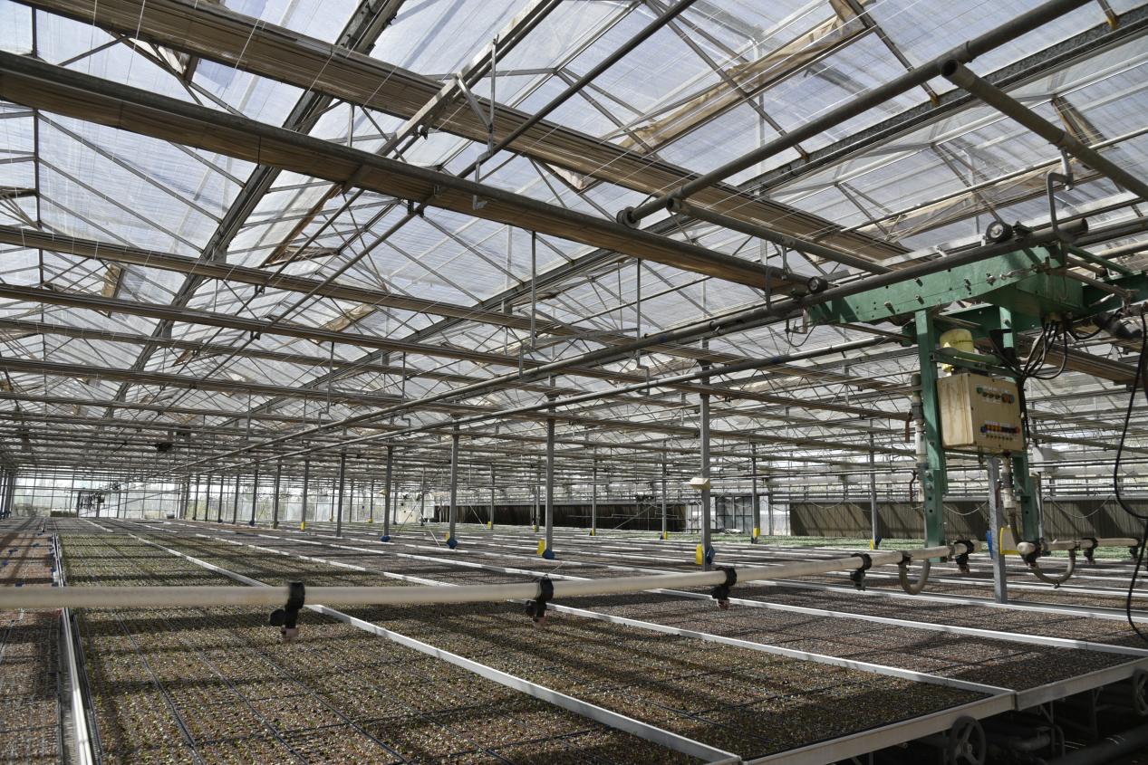 陕西神木：蔬菜种苗里的“科技范”开云体育登录(图4)