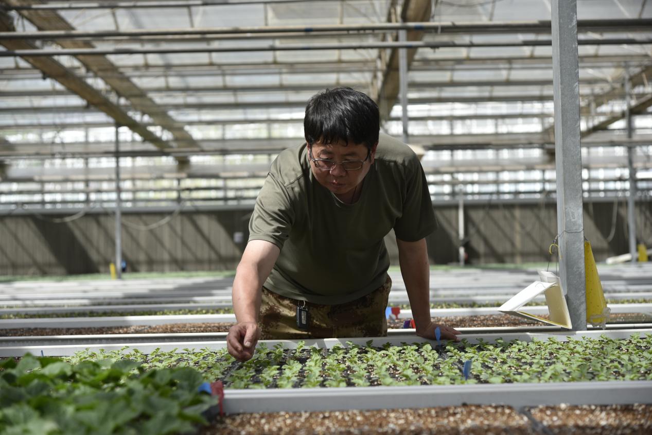 陕西神木：蔬菜种苗里的“科技范”开云体育登录(图3)