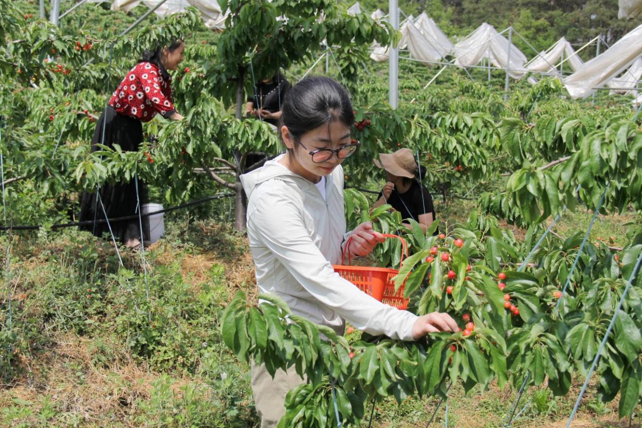 陜西南鄭大櫻桃成熟迎客 助力農(nóng)戶(hù)增收致富