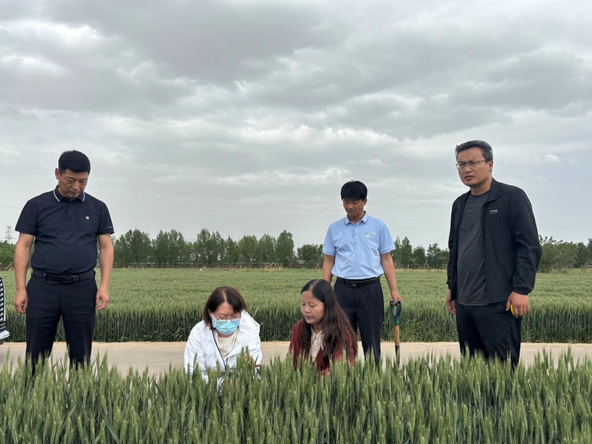 陜西永壽縣：科技賦能精準(zhǔn)施策     全力打好抗旱保糧攻堅(jiān)戰(zhàn)