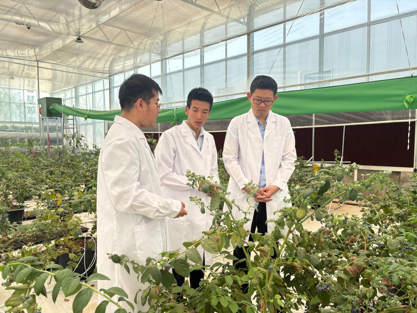 PG电子下载陕西佳县圪崂湾村：科技赋能种出产业振兴“智”富果(图1)