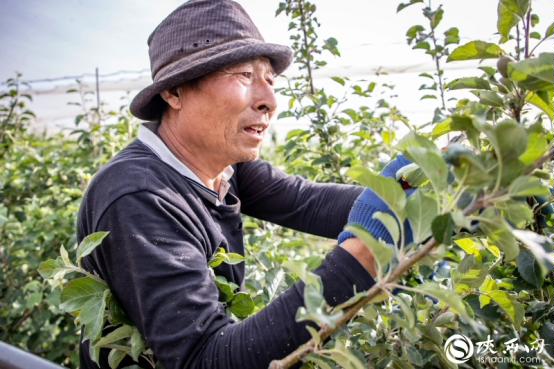 果園里的修剪隊是果子們的“守護(hù)人”