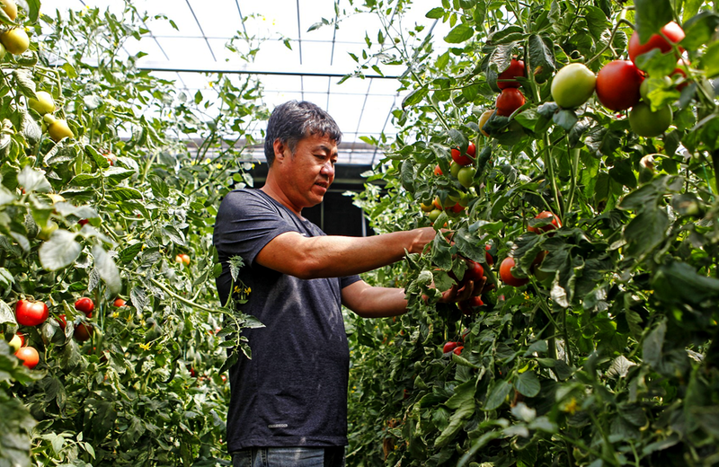 番茄满枝采收忙
