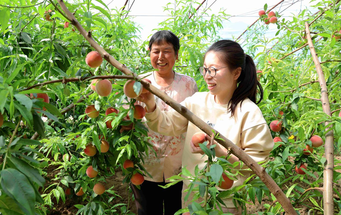 陕西宜川：温室蜜桃迎丰收 特色产业促振兴