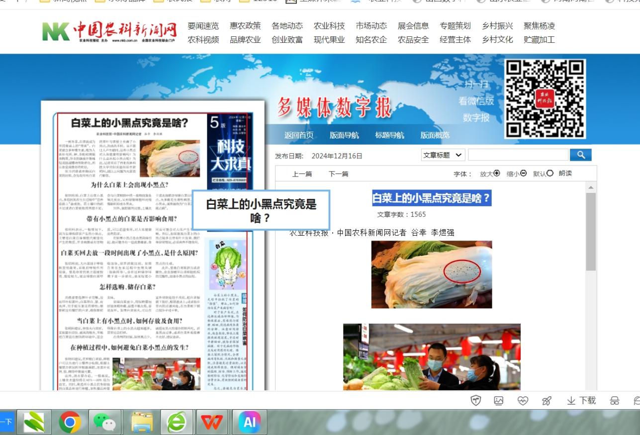 2024 12 16 白菜上的小黑點(diǎn)究竟是啥？