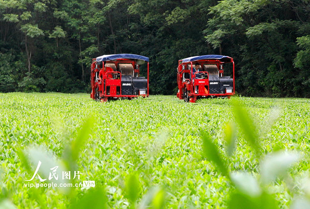 江西泰和：智能機(jī)器采收夏茶