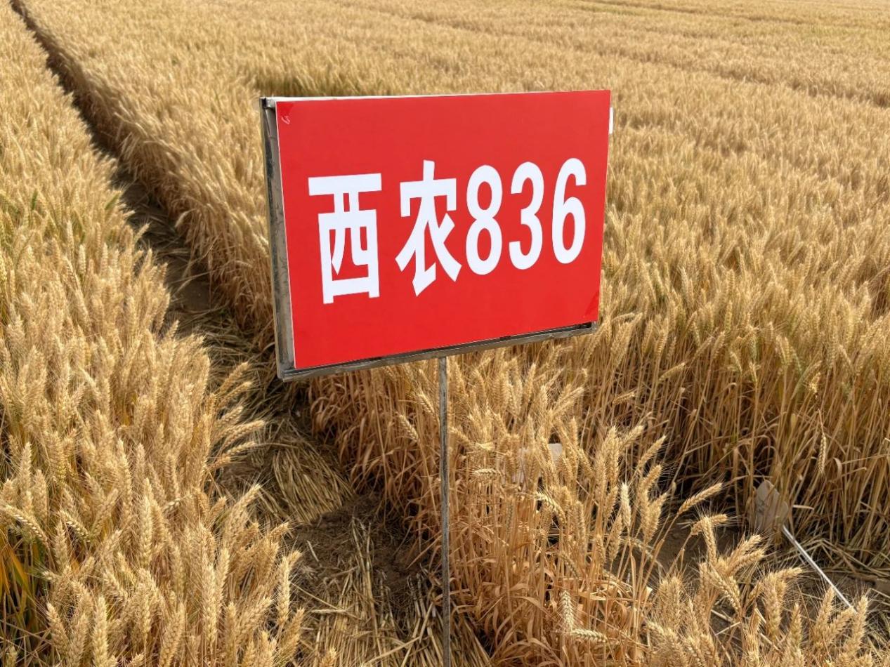 西农836