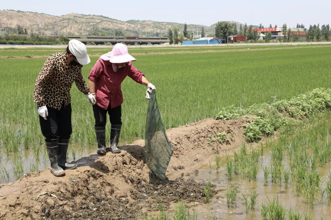 工人們將蟹苗拋灑進(jìn)稻田.jpg