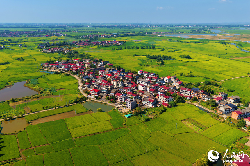 南昌縣幽蘭鎮(zhèn)，早稻逐漸轉(zhuǎn)黃，與道路、河流及村居構(gòu)成一幅美麗的夏日田園畫卷。人民網(wǎng)記者 毛思遠(yuǎn)攝