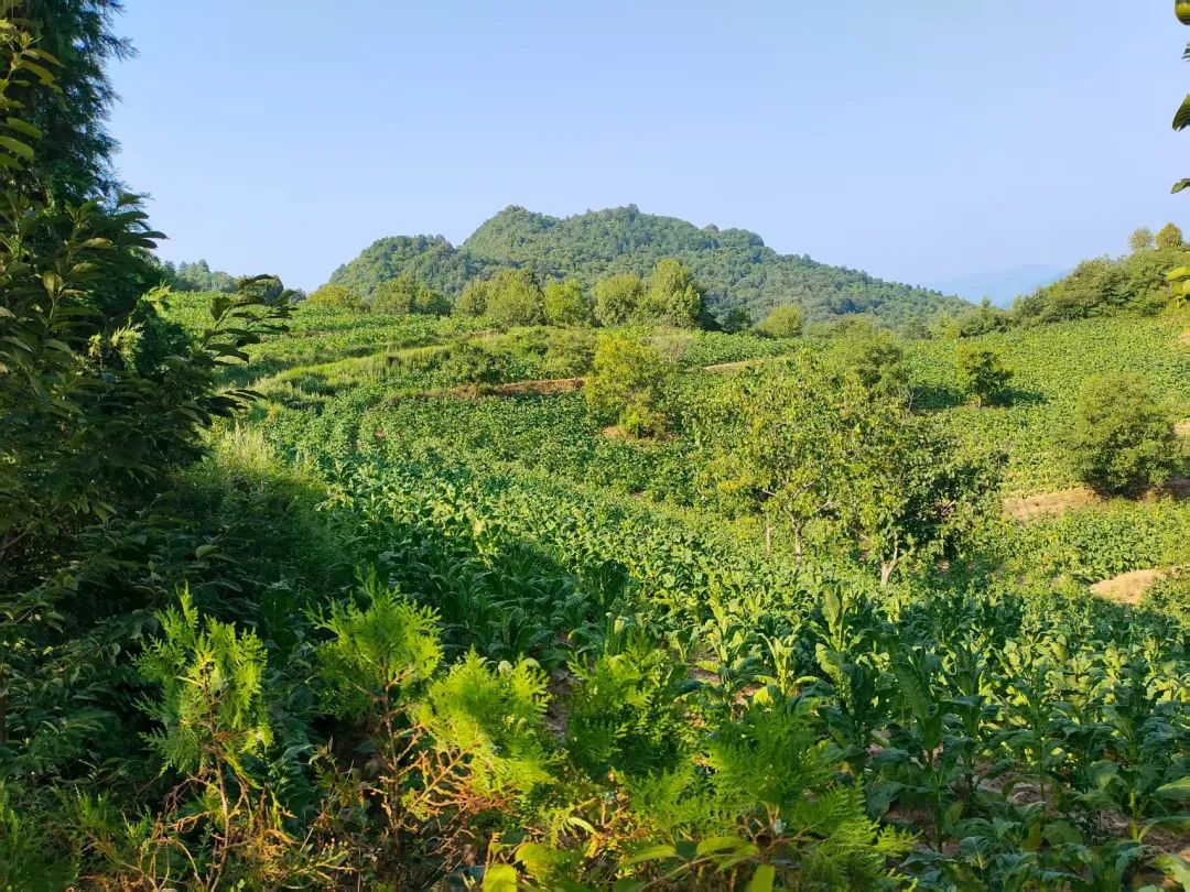 烤煙1