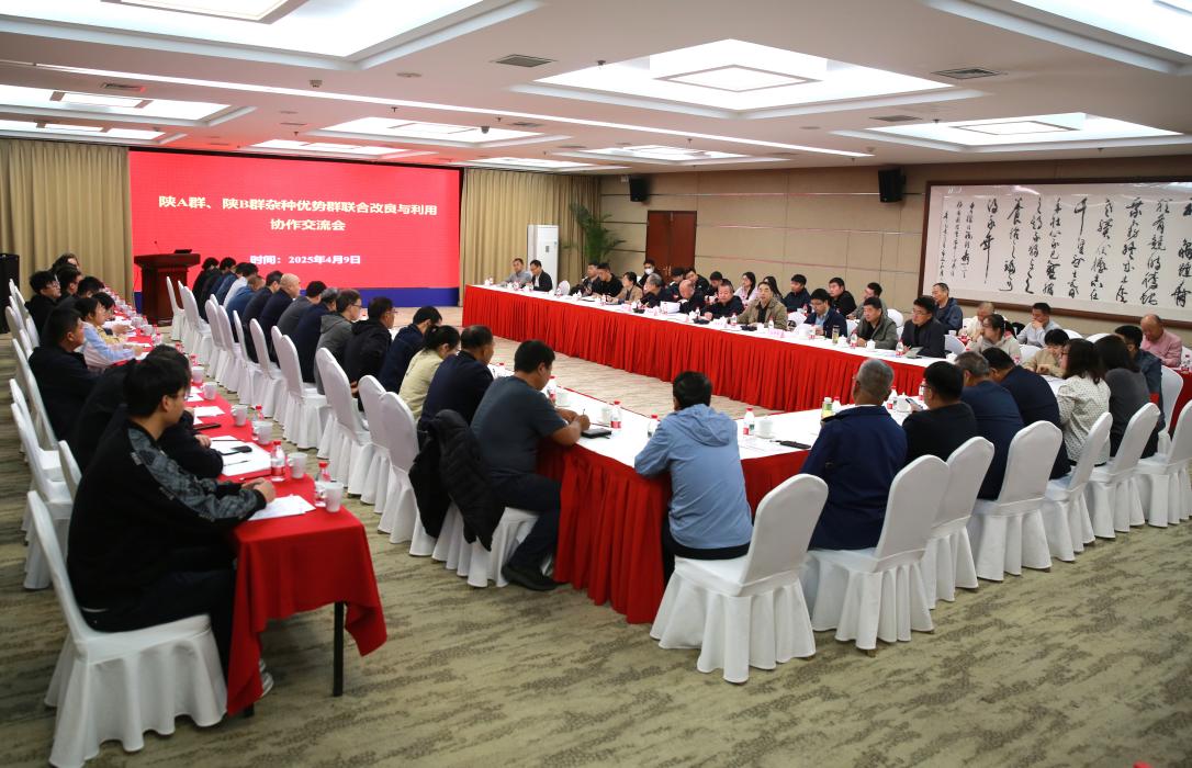 2025年4月，一年一度的陕A群、陕B群杂种优势利用联合改良与利用协作交流会在杨凌召开
