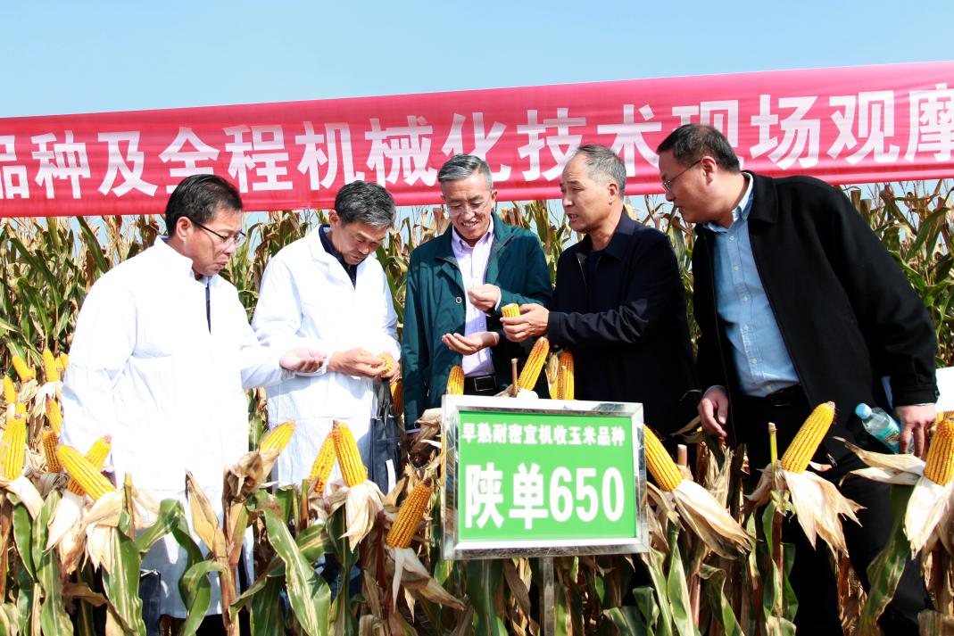 薛吉全教授（右二）向国家玉米产业技术体系机械化研究室主任张东兴教授（左二）等介绍玉米籽粒直收品种“陕单650”选育情况