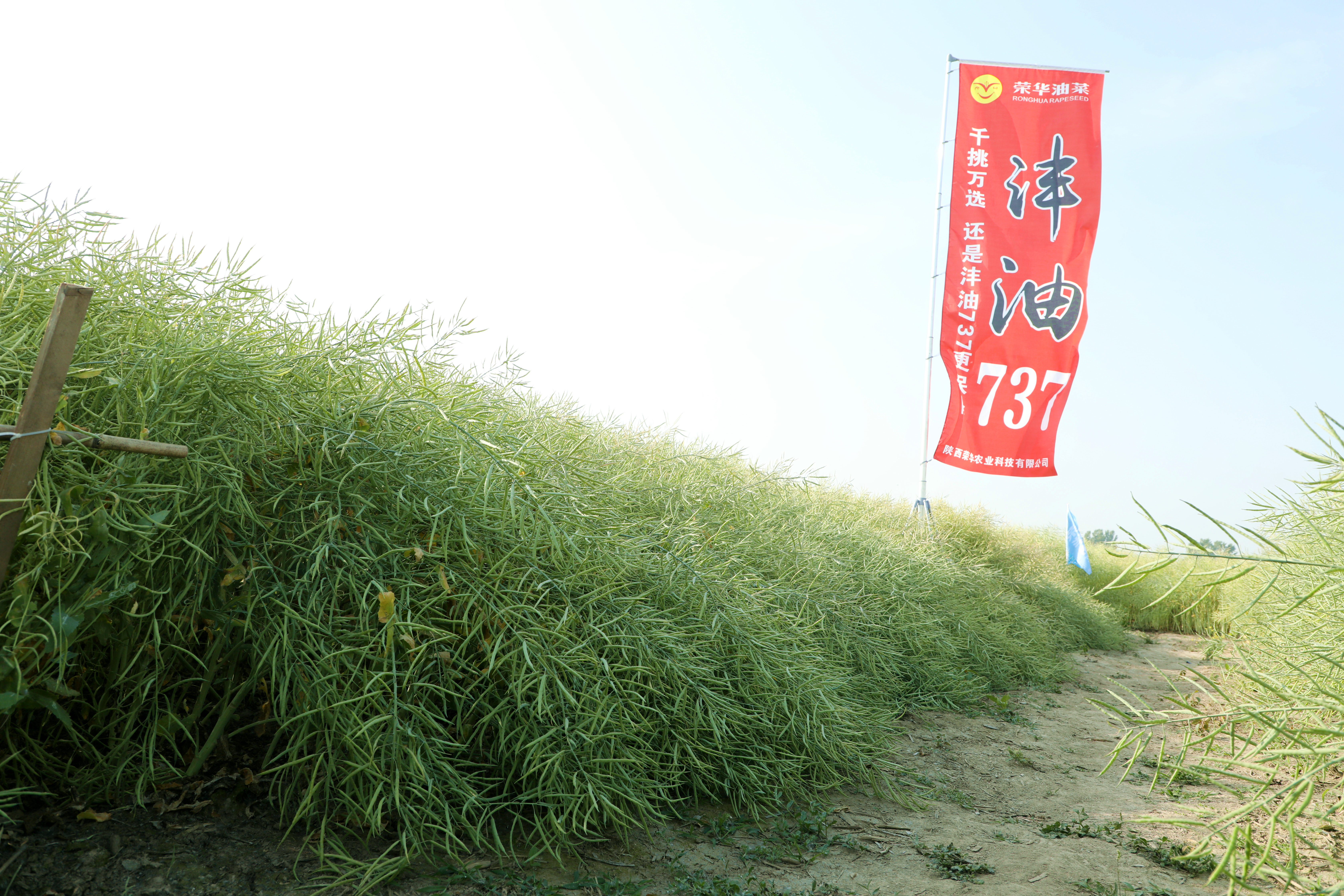 用 (2)