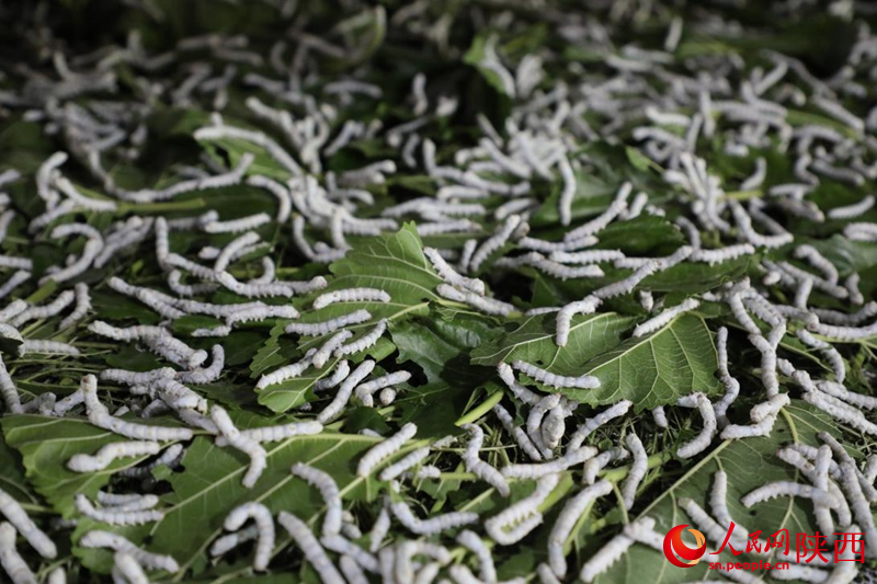 延川縣近年來大力發(fā)展桑蠶產(chǎn)業(yè)。人民網(wǎng)記者 李志強攝