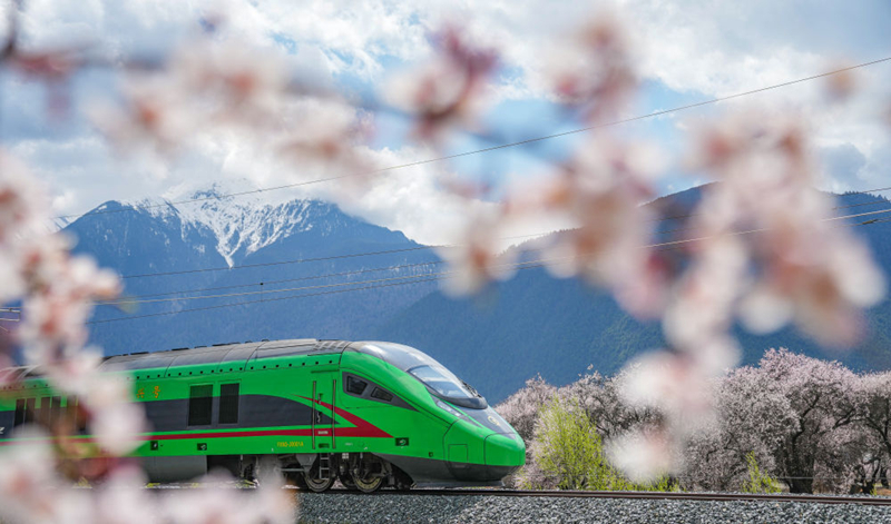 2025年4月2日，復(fù)興號(hào)列車(chē)穿行在拉林鐵路林芝段。