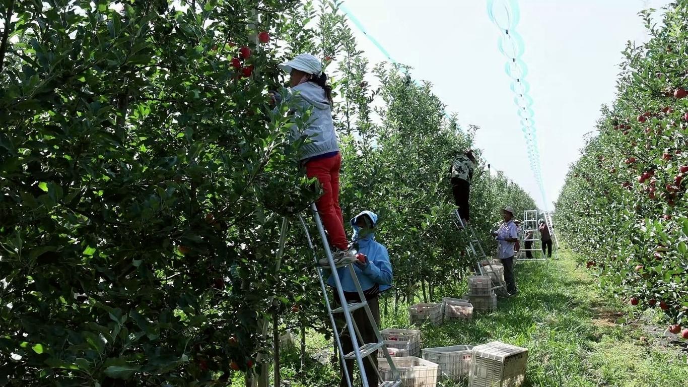 20250822204311400-31-ecaa3.jpg_scale_.jpg