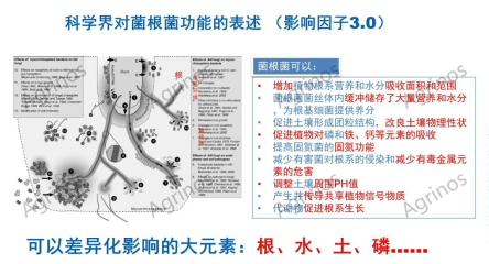 菌根菌在國(guó)內(nèi)的機(jī)會(huì)_02