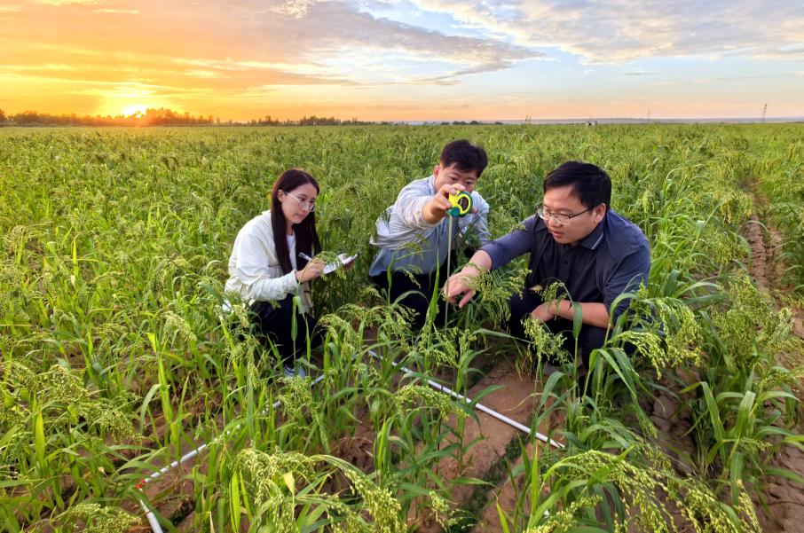 李偉副研究員（右）帶領團隊師生在“以禾帶豆”示范田測量糜子的高度