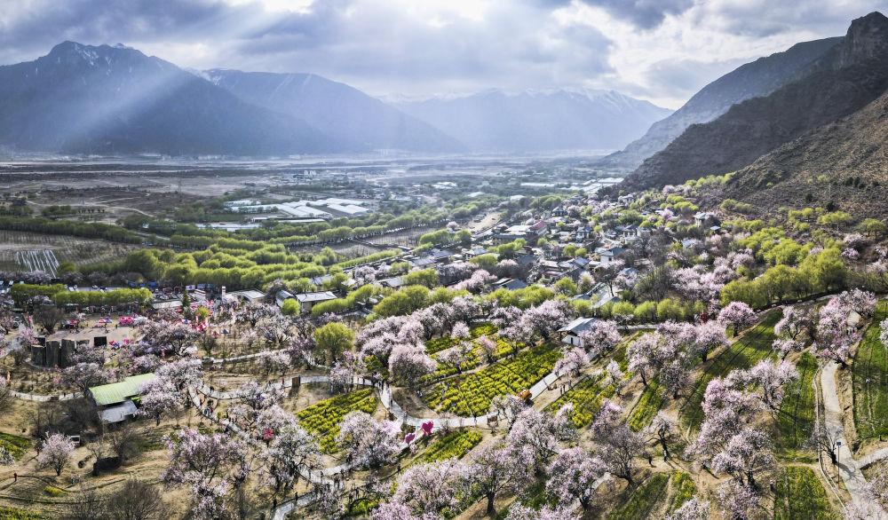 嘎拉村桃花（無人機照片）。嘎拉村緊鄰川藏公路，被稱為西藏“桃花第一村”。圖片來源 新華社