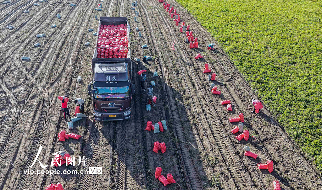 河北围场：马铃薯喜获丰收【4】