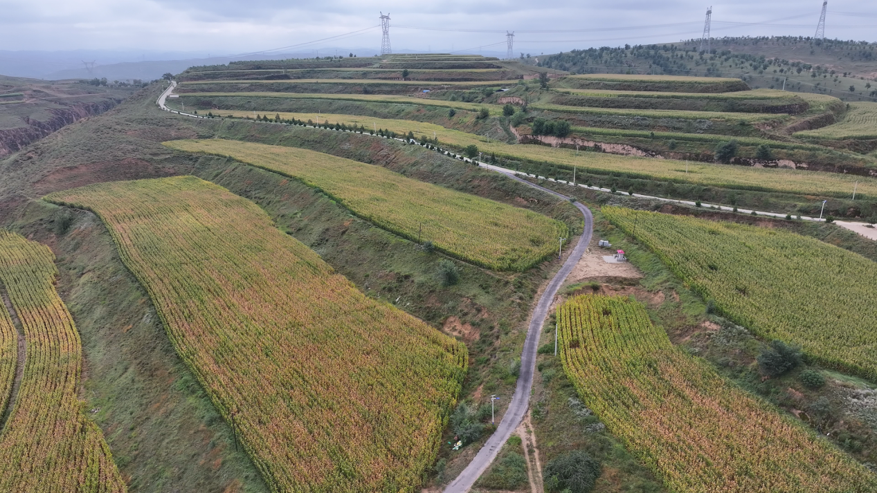 黄土高原上的“双丰收”密码：科技赋能农业转型的横山实践_fororder_图片1