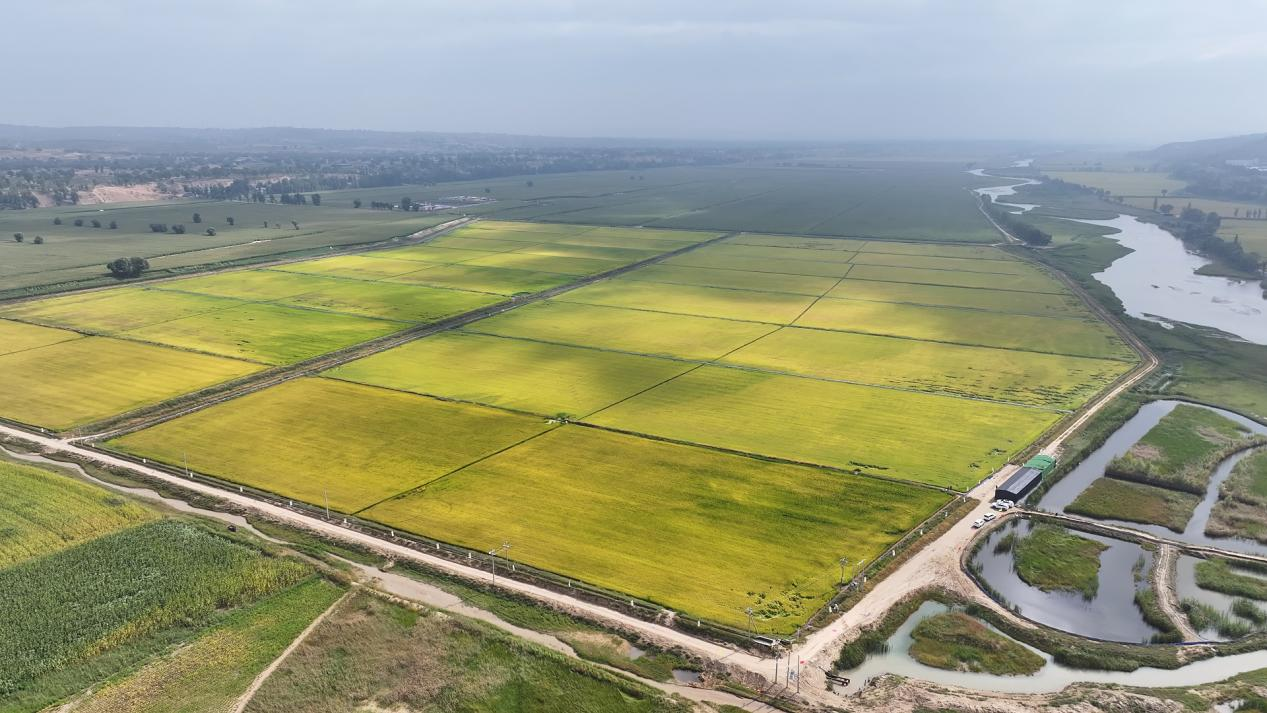 黄土高原上的“双丰收”密码：科技赋能农业转型的横山实践_fororder_图片3