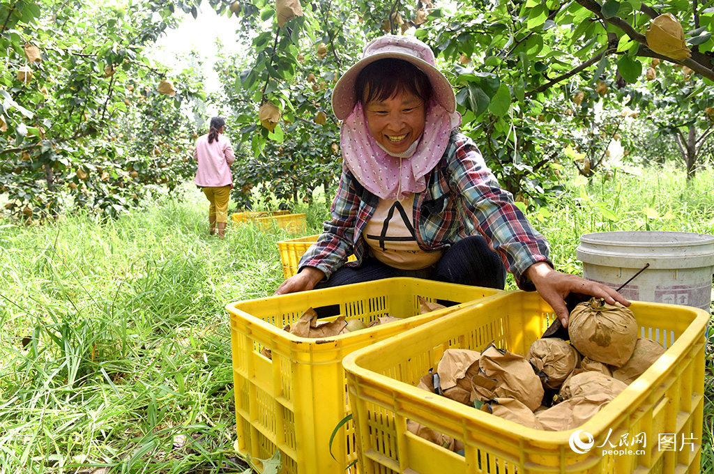 河北威县梨农在梨园整理梨果。人民网记者 李兆民摄