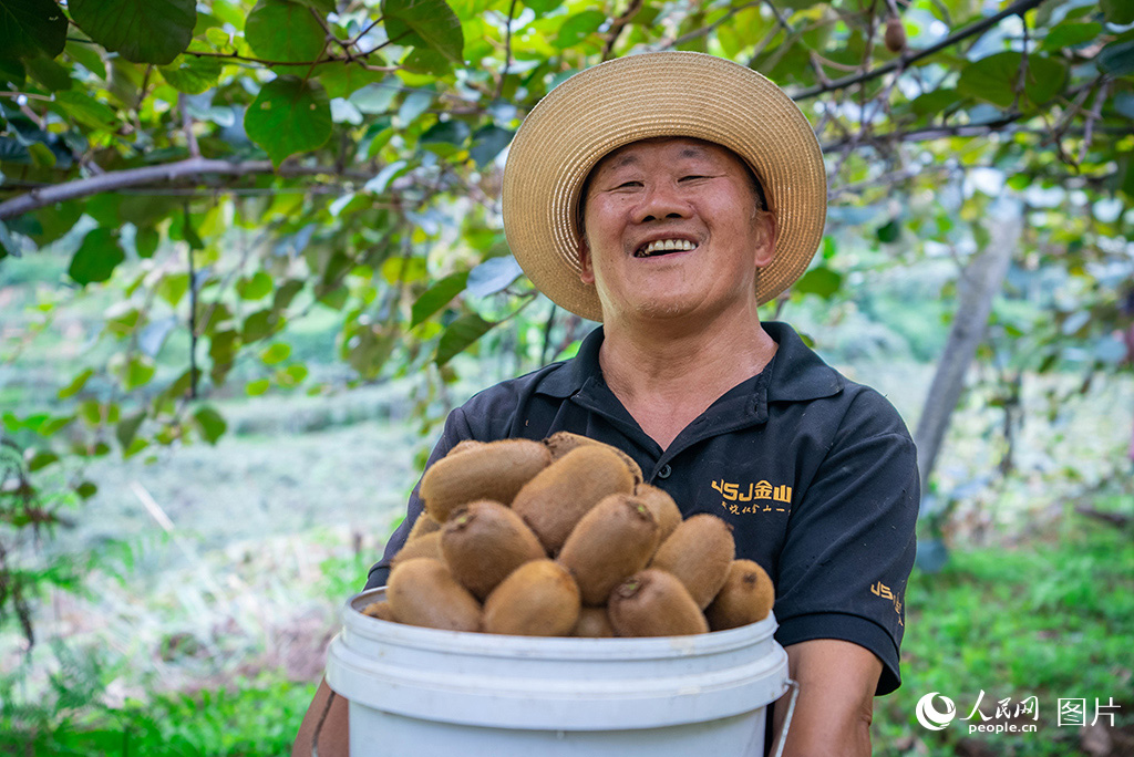 9月21日，贵州省贵阳市修文县谷堡镇平滩村的1.2万亩猕猴桃进入采摘期，郁郁葱葱的藤蔓之中，累累的硕果坠满了枝头。藤蔓之下，村民们正加紧采摘，为今秋的丰收增添一丝甜蜜。人民网记者 涂敏摄