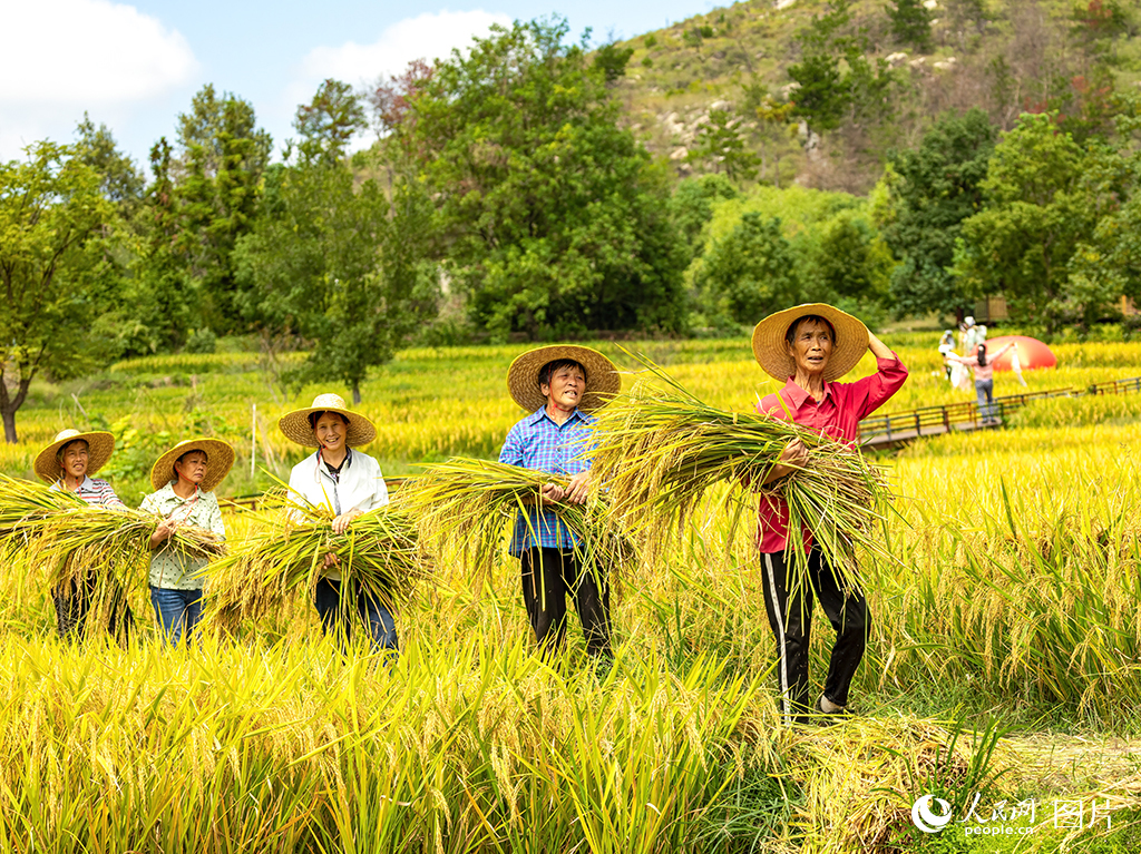 9月20日，湖北省武汉市黄陂区大余湾，广袤的金色稻田随风起伏，村民忙着秋收。人民网记者 郭婷婷摄