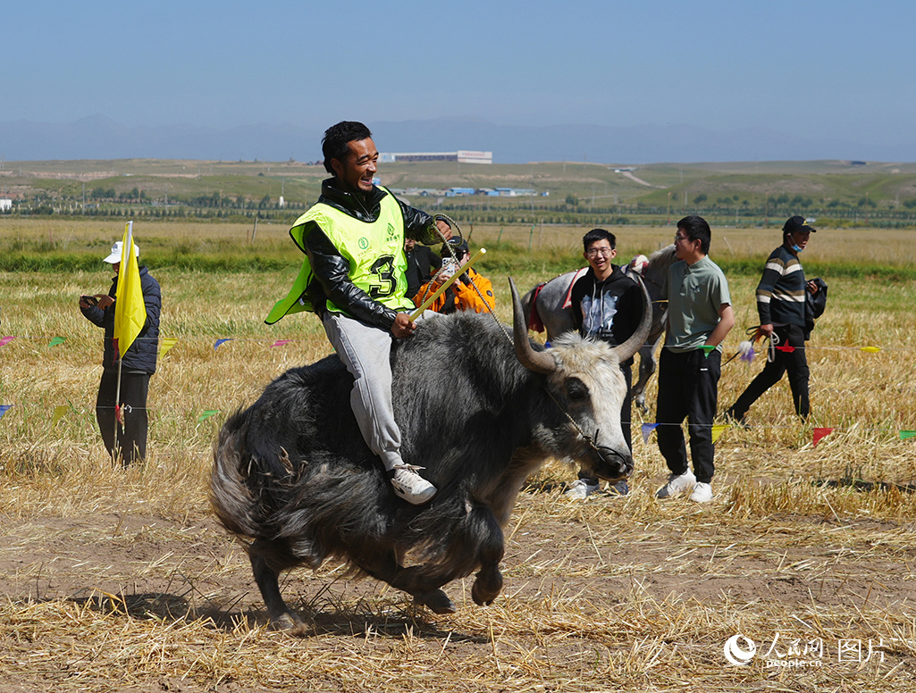 9月19日，青海省海北藏族自治州2025年农民丰收节暨优良畜种展示活动举行。期间，赛马、赛牦牛、赛骆驼、斗牦牛等传统民族体育竞赛活动，以农牧民喜闻乐见的形式呈现农牧业丰收的喜悦场景，既丰富了农牧民群众的精神文化生活，又凝聚起乡村合力。图为赛牦牛。人民网记者 杨启红摄